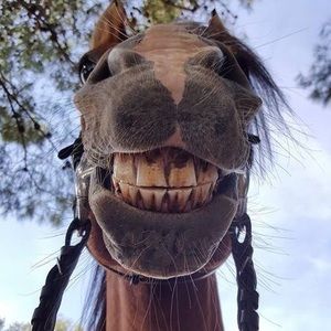 Meet your Posher, Marley